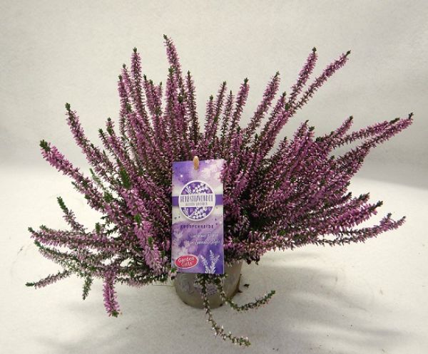 CALLUNA G.G. HERBSTLAVENDEL