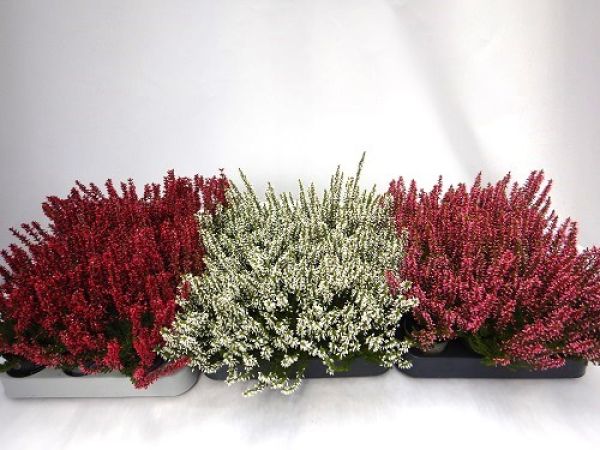 CALLUNA G.G. MINI