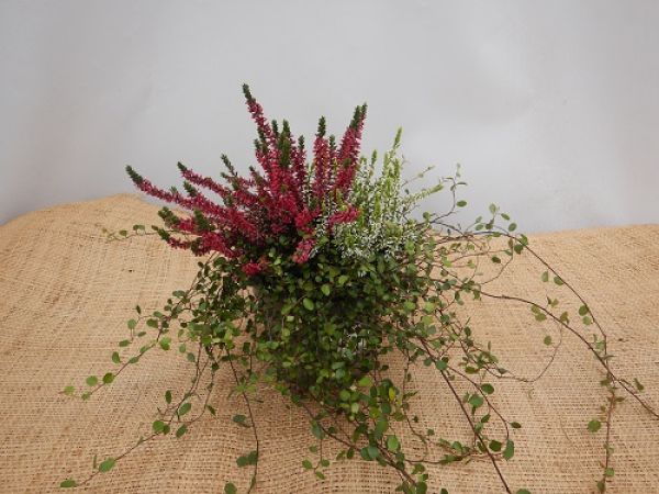 CALLUNA G.G MIX + MUEHLENB.