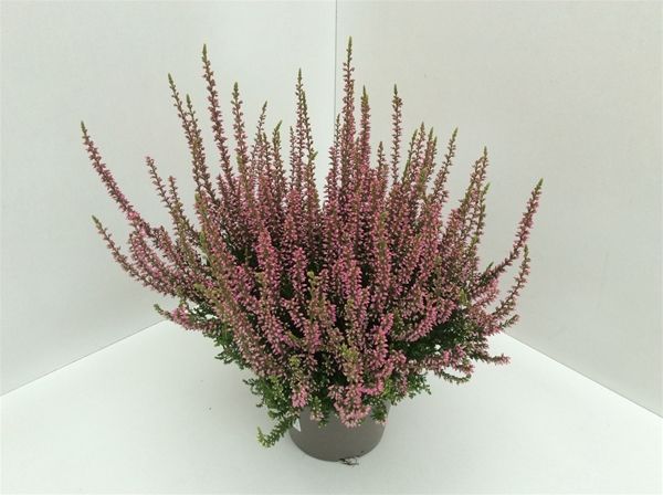 CALLUNA G.G. ROSE