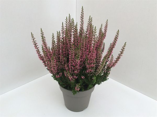 CALLUNA G.G. ROUGE