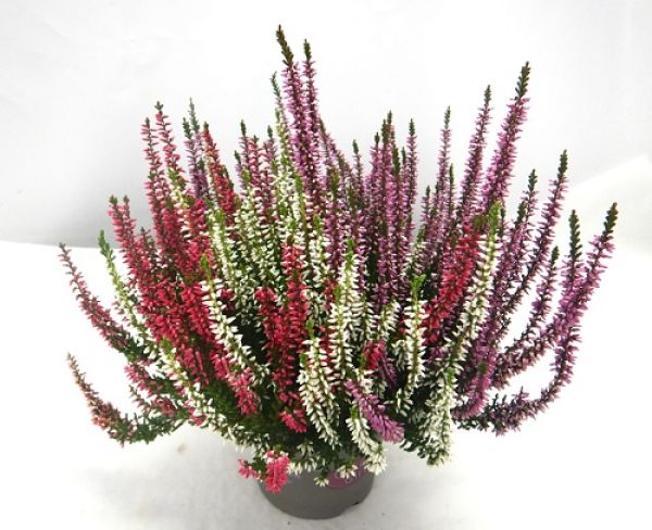 CALLUNA G.G. TRIOGIRLS