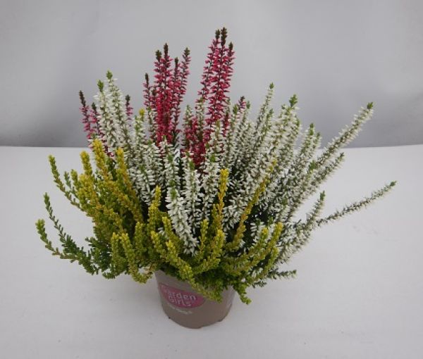 CALLUNA G.G. TRIOGIRLS