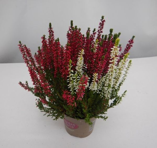 CALLUNA G.G. TRIOGIRLS