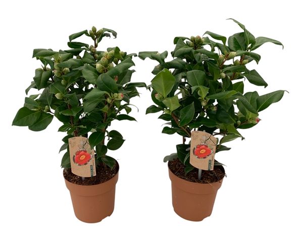 CAMELLIA JAPONICA