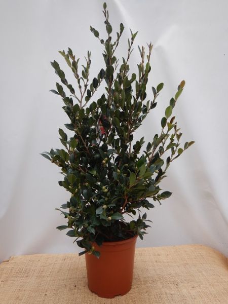 CAMELLIA SASANQUA