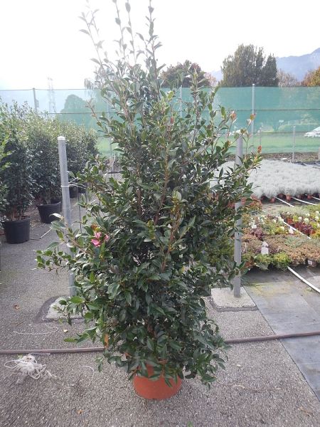 CAMELLIA SASANQUA