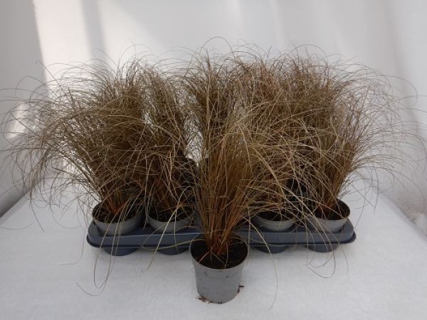 CAREX BRONZITA