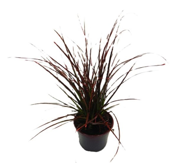 CAREX BRUNNEA