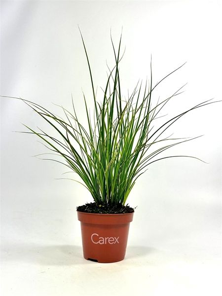 CAREX BRUNNEA VARIEG.