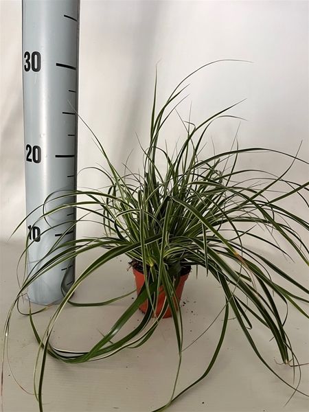 CAREX FISHER'S FORM
