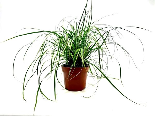 CAREX OSHIMENSIS EVEREST