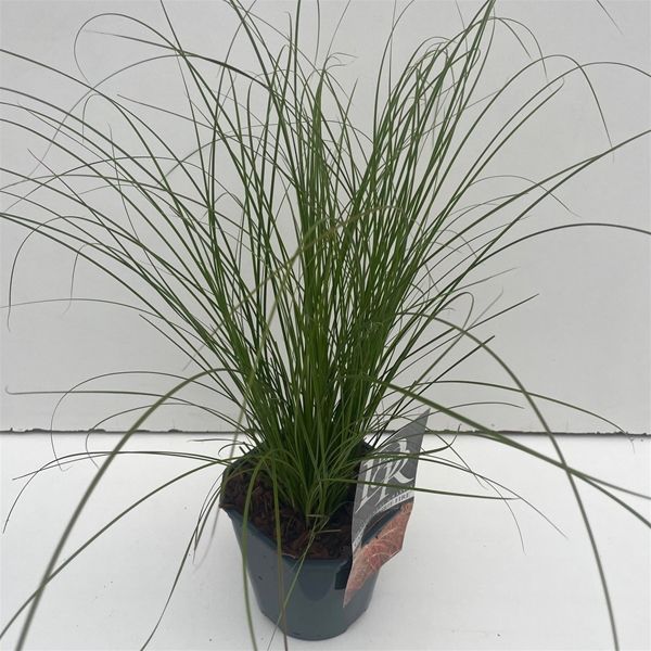 CAREX PRAIRY FIRE