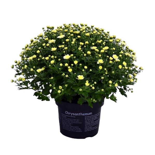 CHRYSANTHEME BOULE