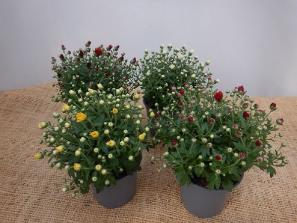 CHRYSANTHEME BOULE