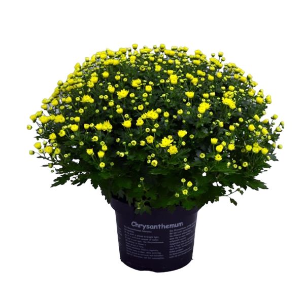 CHRYSANTHEME BOULE