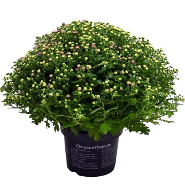 CHRYSANTHEME BOULE
