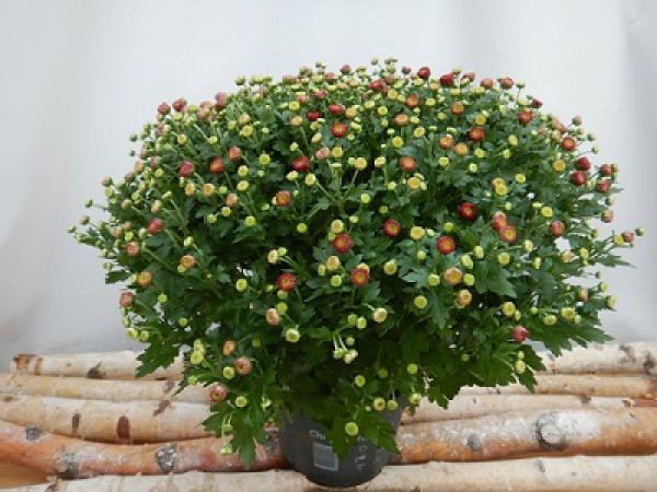CHRYSANTHEME BOULE