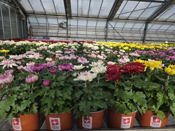CHRYSANTHEME DECO