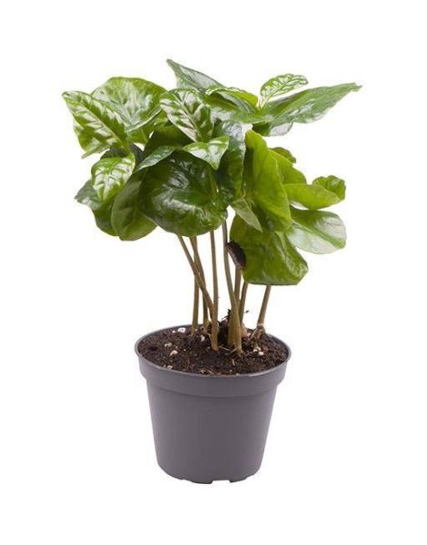 COFFEA ARABICA