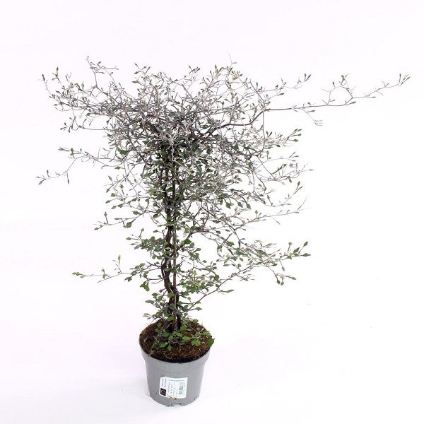 COROKIA COTONEASTER