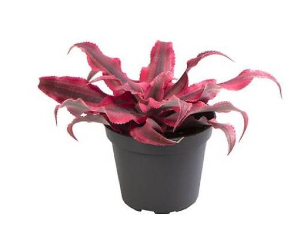 CRYPTANTHUS BIVITT. SUPER PINK