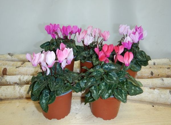 CYCLAMEN PERS. ALLURE