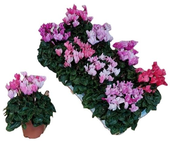 CYCLAMEN PERS. CRAYON