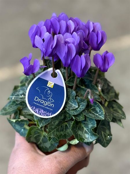 CYCLAMEN PERS. DRAGON BLUE