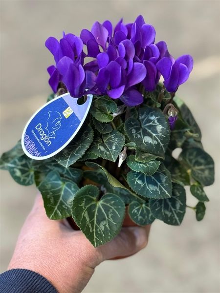 CYCLAMEN PERS. DRAGON DARK BLUE