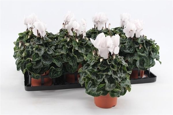 CYCLAMEN PERS. MIDI BLANC