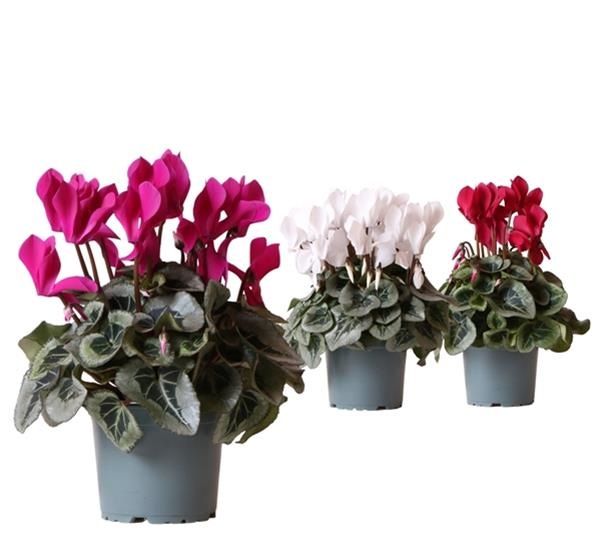 CYCLAMEN PERS. REMBRANDT