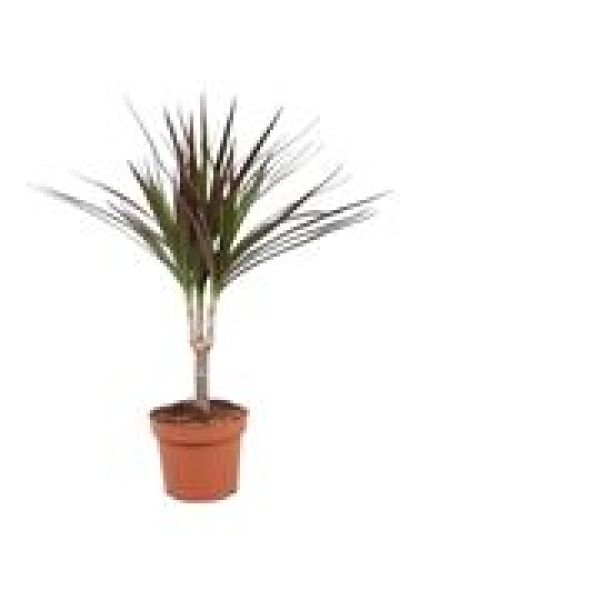 DRACAENA MARGINATA MAGENTA