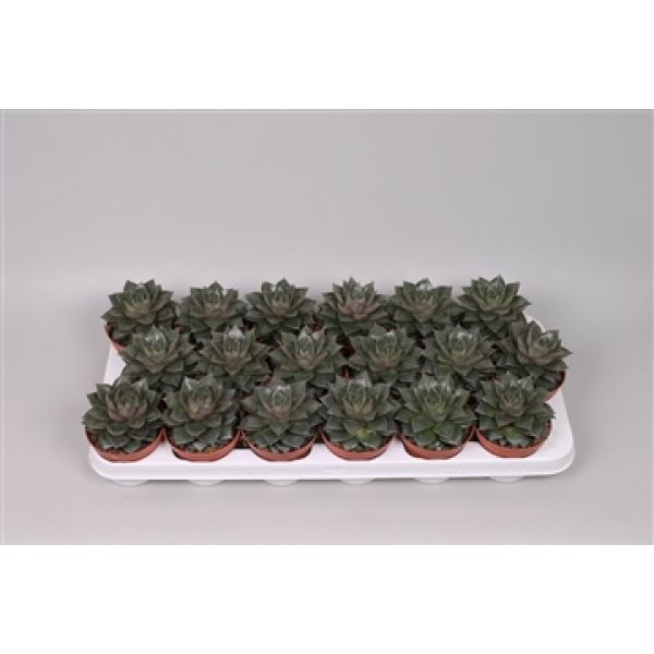 ECHEVERIA PURPUSORUM