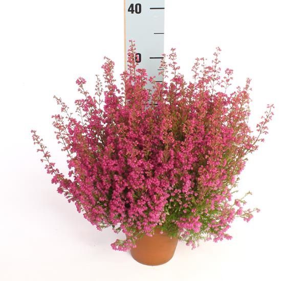 ERICA GRACILIS