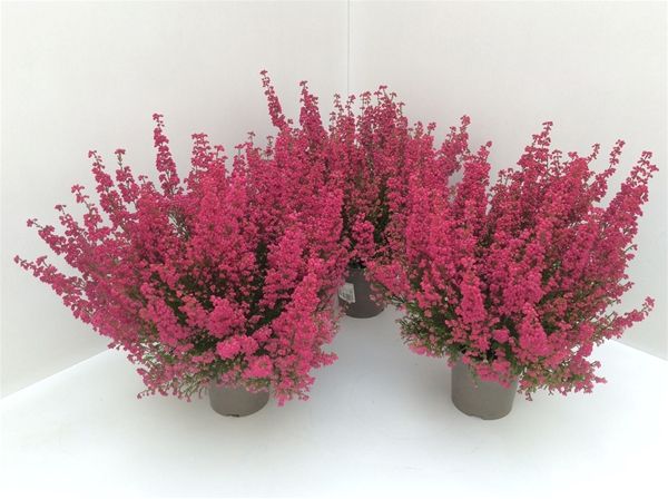ERICA GRACILIS