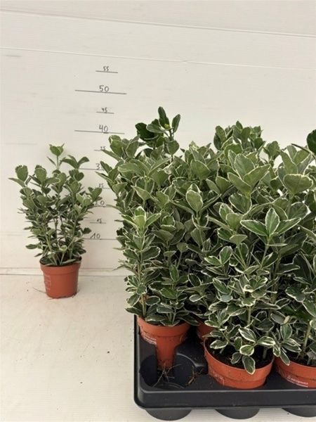 EUONYMUS FORT. SILVER QUEEN
