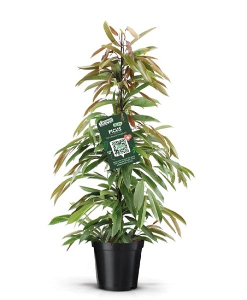 FICUS AMSTEL KING