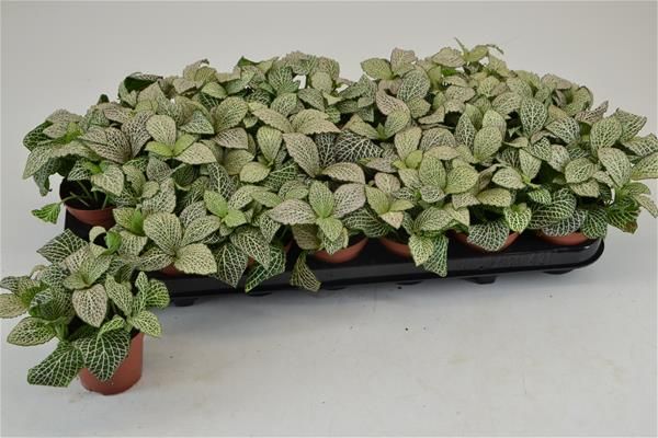 FITTONIA PURPLE  ANNE