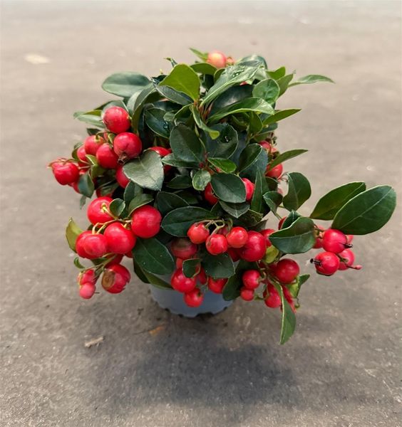 GAULTHERIA PROCUMBENS