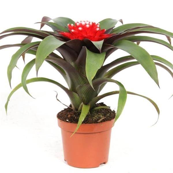 GUZMANIA PRISCILLA