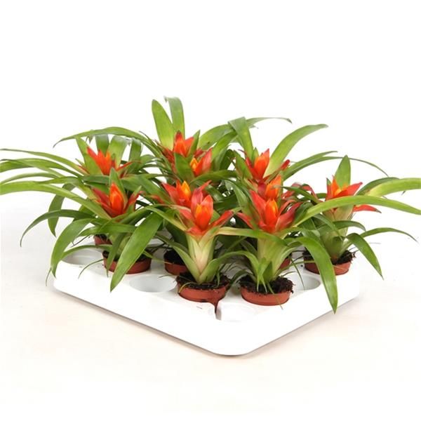 GUZMANIA RITMO
