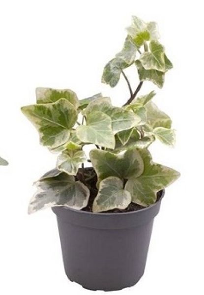 HEDERA HELIX PANACHE BL.