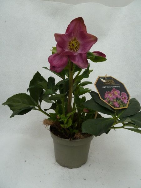 HELLEBORUS HGC WINTER BAL. BERRY