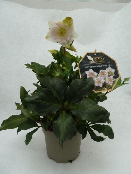 HELLEBORUS HGC WINTER BAL. FRILLY FAIRY