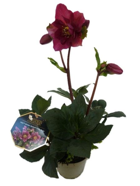 HELLEBORUS HGC WINTER BAL. FRILLY RUBY