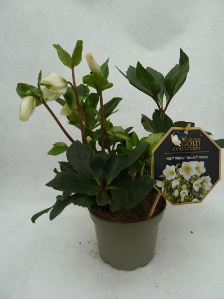 HELLEBORUS HGC WINTER BAL. WHITE