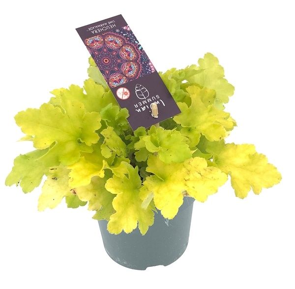 HEUCHERA INDIAN SUMMER LIME