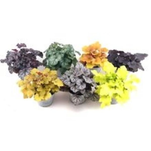 HEUCHERA  MIX