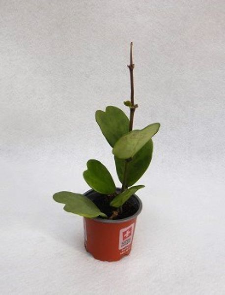 HOYA KERRII TIGE